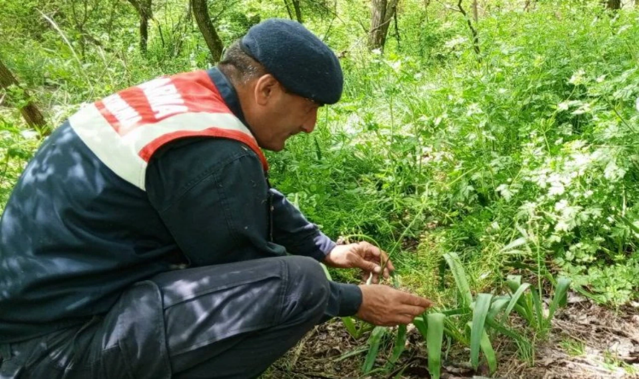 Edirne’nin sümbülü ve göçmen kuşlarına Jandarma kalkanı
