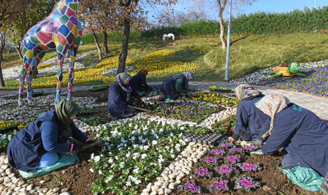 Bursa Osmangazi’de 300 bin kış çiçeği toprakla buluşuyor
