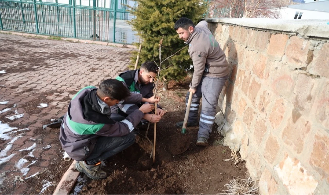 Kayseri Talas’ın kamu alanlarına kestane fidanı