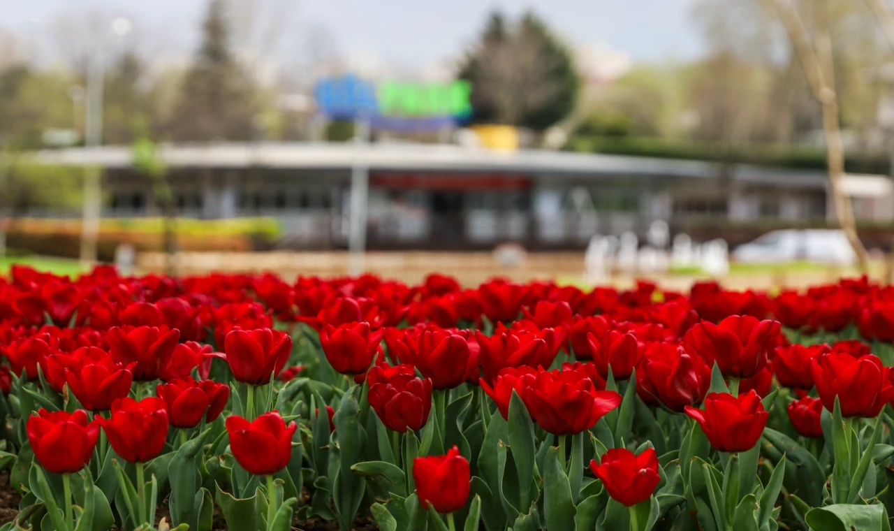 Bursa’da parklar lale ve çiçeklerle renklendi