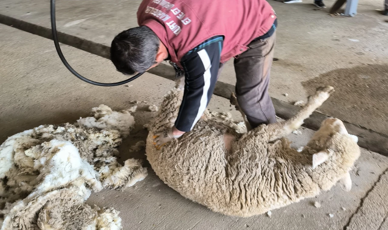 Edirne’de koyun kırkım eğitimi verildi