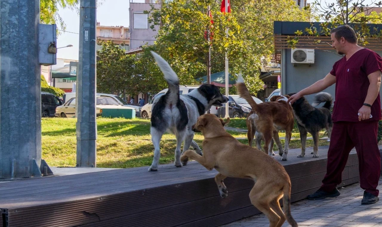 İzmir’in 11 ilçesinde sahipsiz hayvan sayımı tamamlandı