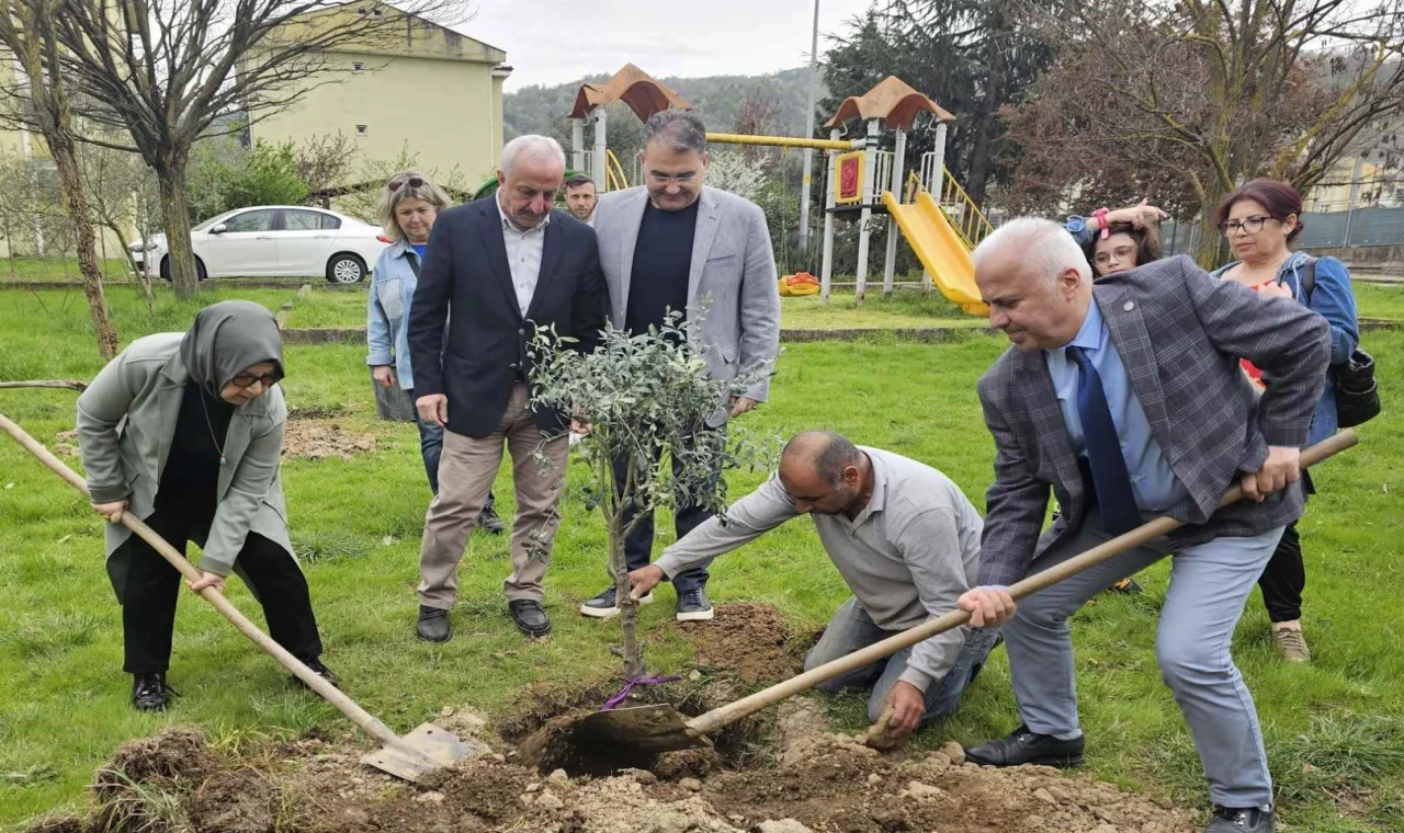 Kocaeli’de zeytin ağaçları toprakla buluştu