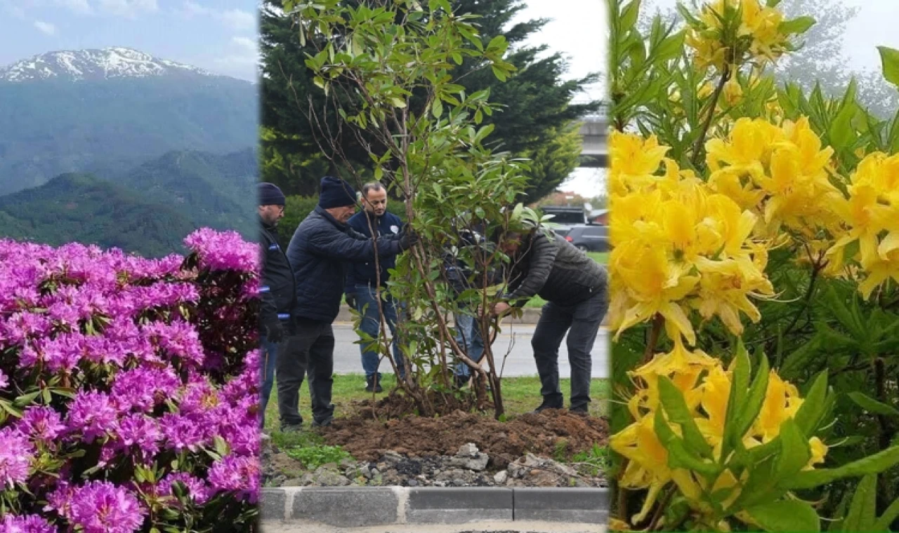 Giresun mor ve sarı güllerle donatılıyor