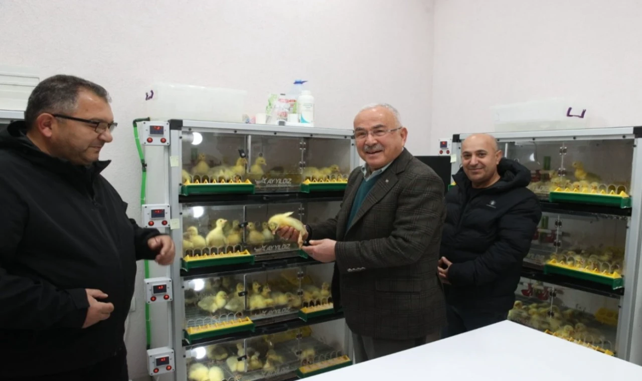 Ordu’da kaz yetiştiriciliği artıyor