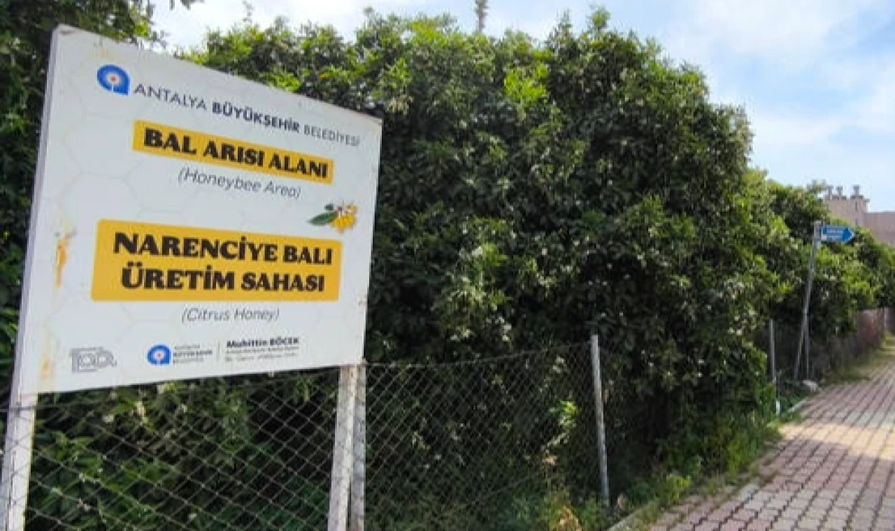 Antalya’da ’Narenciye Balı’ koruma altında