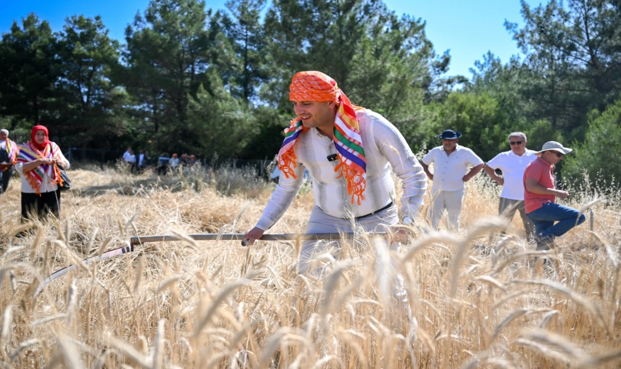 Bornova’da 5 tonluk buğday yerel üreticiye nefes olacak