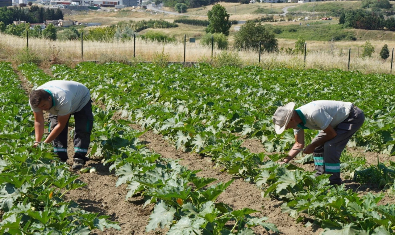 İstanbul Beylikdüzü’nde yaşam bahçesinde hasat zamanı