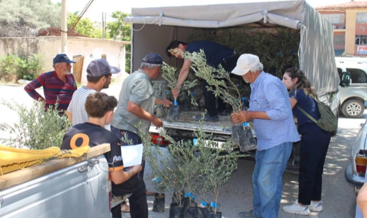 Antalya’nın 19 ilçesine 40 bin zeytin fidanı desteği
