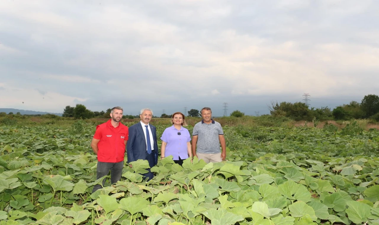 İzmit’ten balkabağı üretimine yerel destek