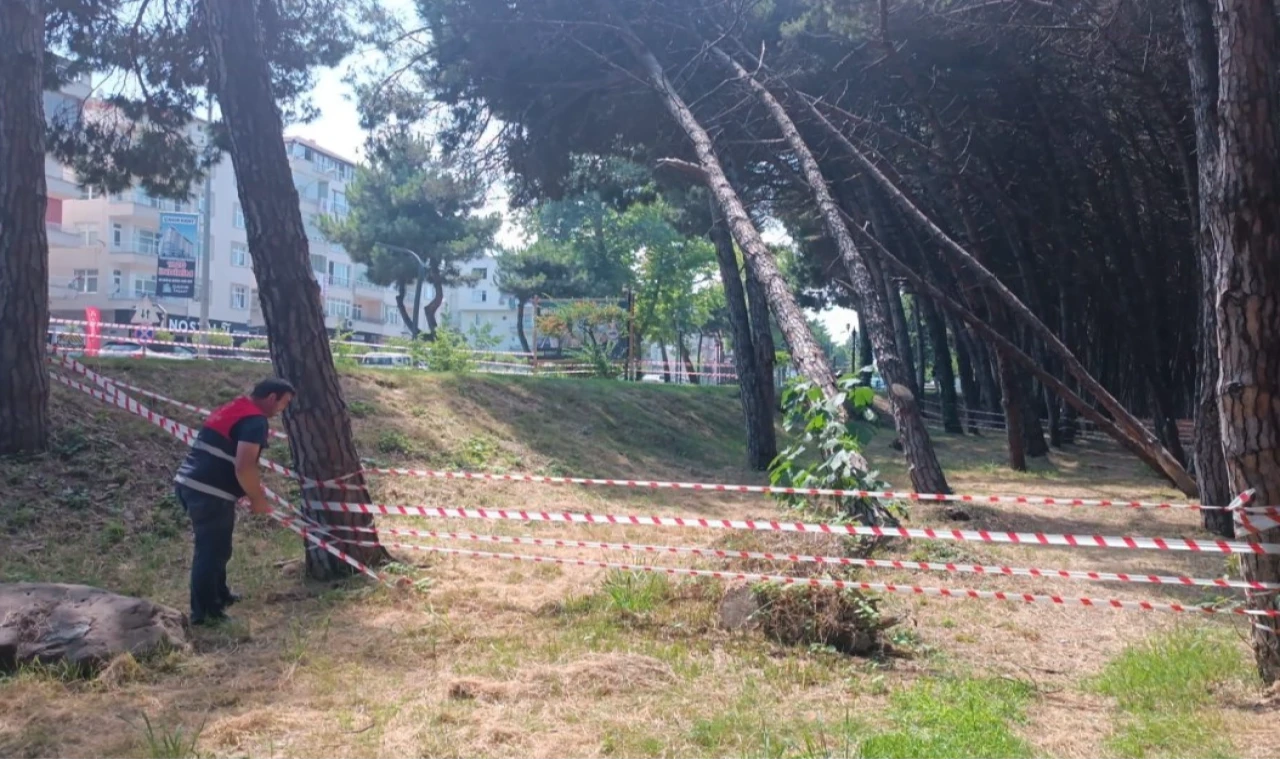 Ordu’da can ve mal güvenliğini tehdit eden ağaçlara müdahale edilecek