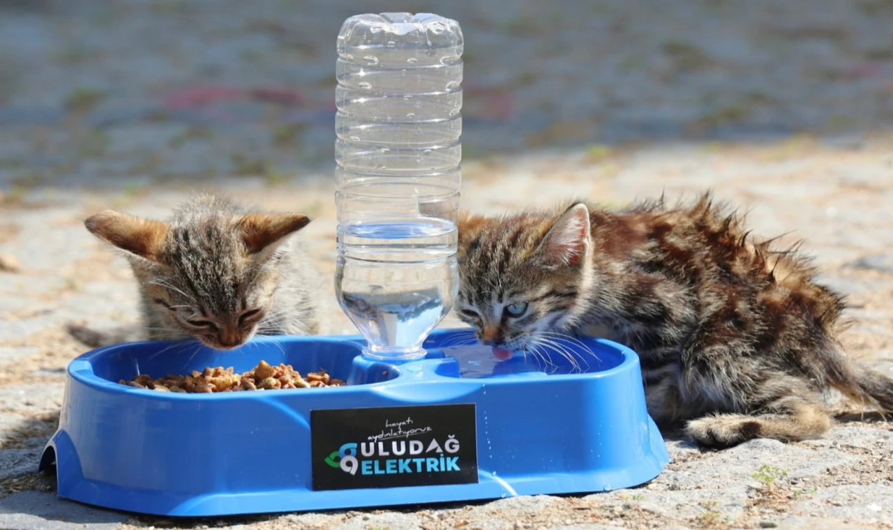 Uludağ Elektrik’ten sokak hayvanlarına yaz desteği! “Sevgimiz, Enerjimiz Sizinle” sürdürülüyor