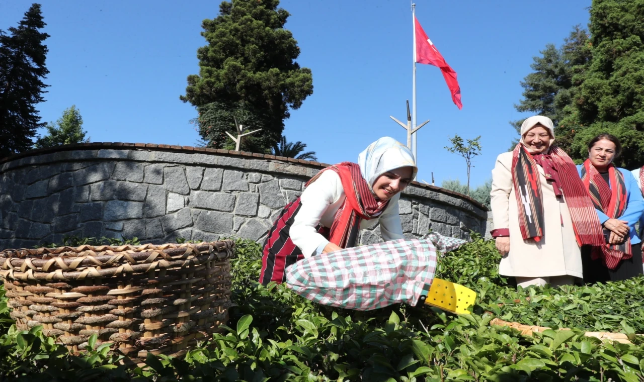 Bakan Göktaş yöresel kıyafetlerle Rize’de çay hasat etti