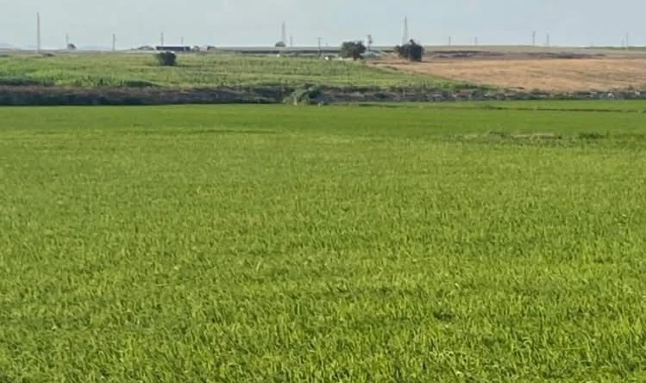 Edirne İpsala’da çeltik üretiminde damlama sulama ile yüksek verim