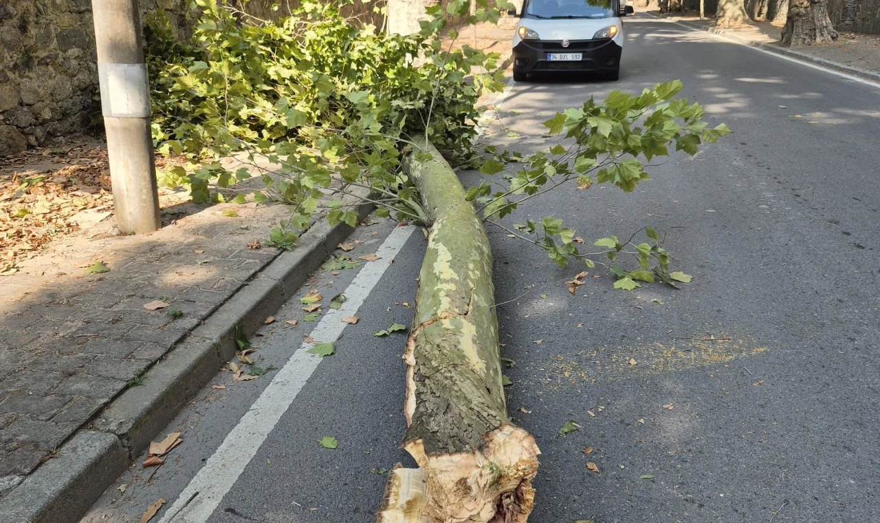 İstanbul’da 58 ağaç devrildi, 6 araç hasar gördü... Dikkat! Bu gecede etkili olacak