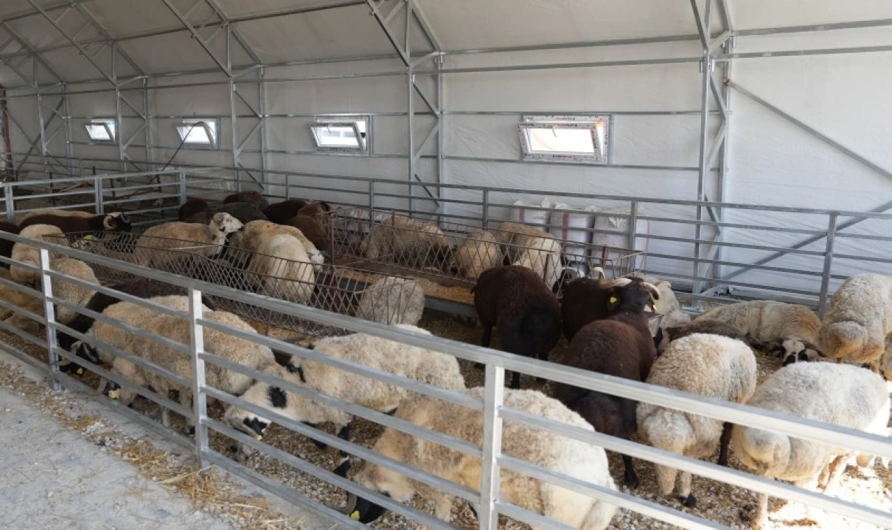 Eskişehir’de hayvan pazarı geçici süreyle kapatıldı