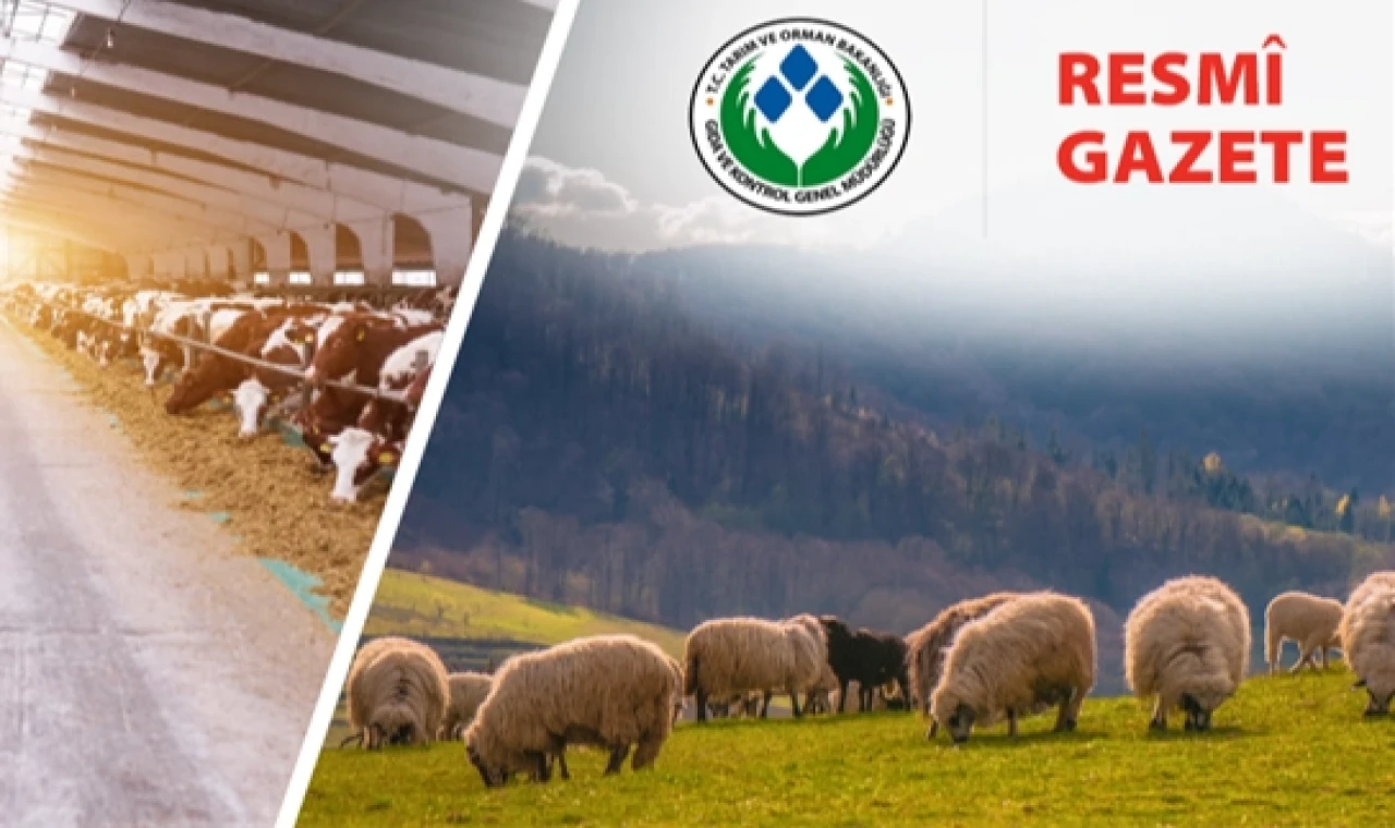 Koyun ve Keçi Yönetmeliği’nde değişiklik... Taahhütname uygulaması kaldırıldı
