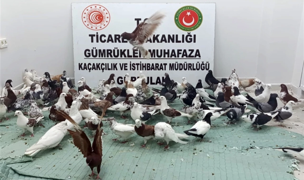 Ticaret’te ’kanatlı’ operasyon! Gürbulak’ta 85 ’Cancan’ ele geçirildi