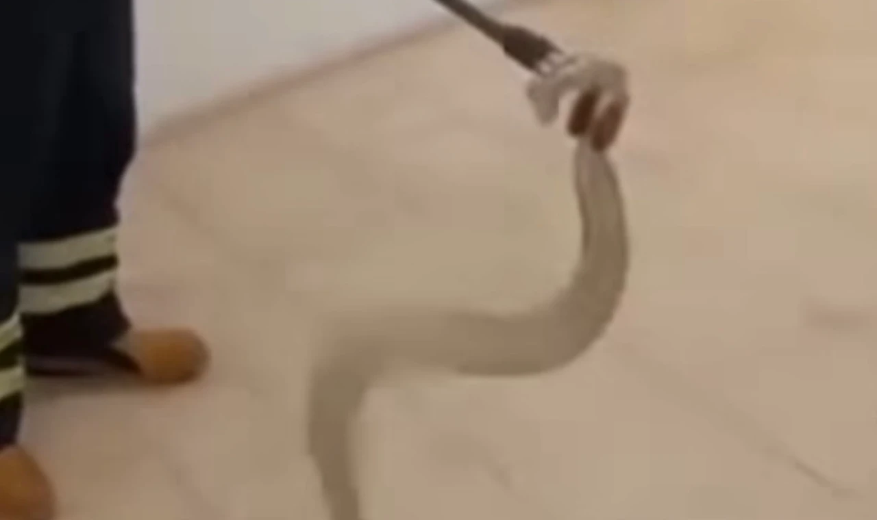 Adıyaman’da cami lavabosunda zehirli yılan paniği