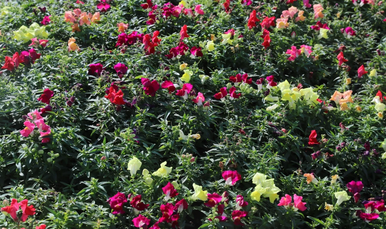 Antalya’da kışlık çiçeklerle rengarenk kent silüeti