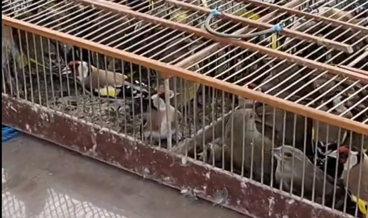 Bursa’da 79 kuş yeniden özgürlüğe kanat çırptı!