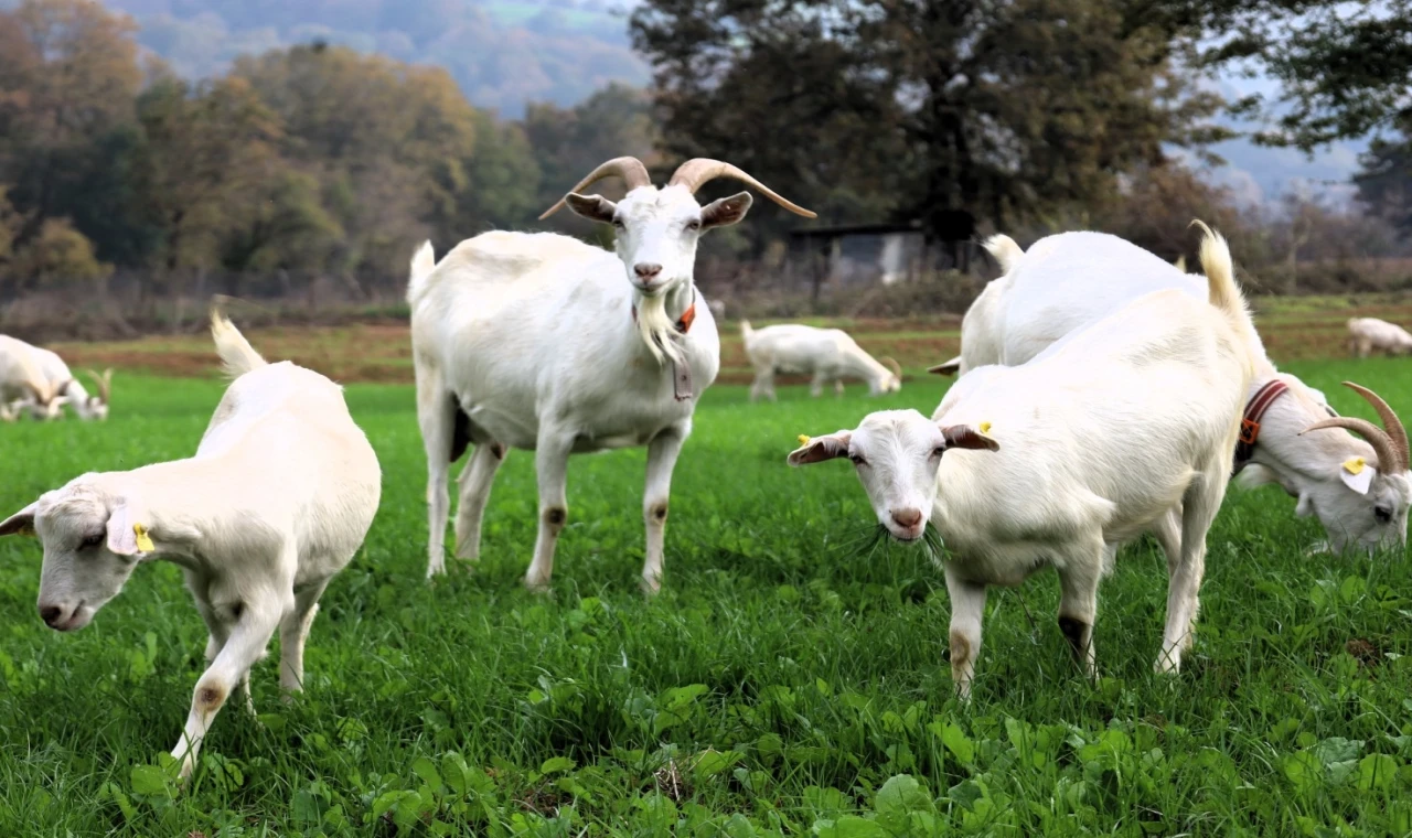 Kocaeli’de süt otu desteği meraları yeşertti