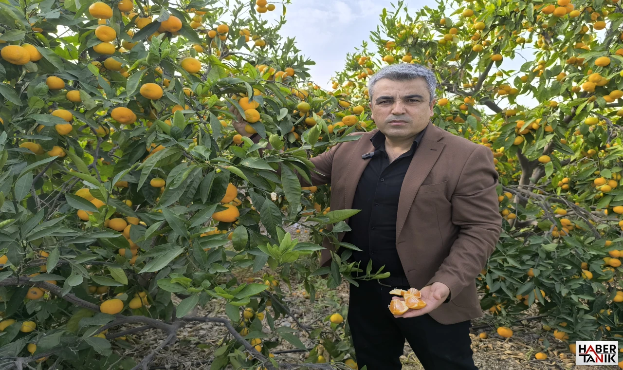 Özsoy: “Mandalinayı 5 Liraya Mal Edip 3 Liraya Satıyoruz”