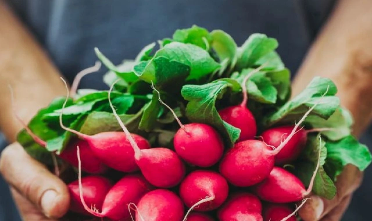 Pestisitte ’turp yaprakları’ ayarı! Küçük ve büyük türler ayrı sınıflandırıldı!