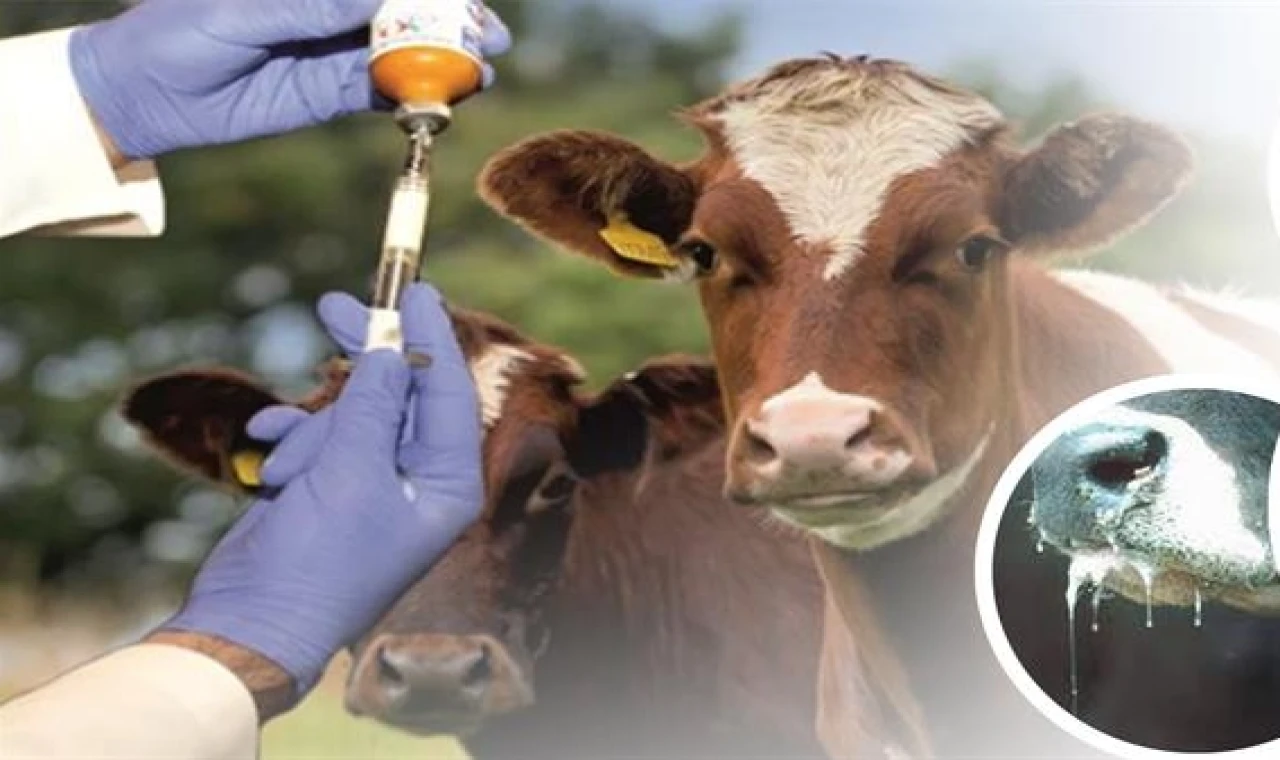 Şap hastalığı kontrol altında!