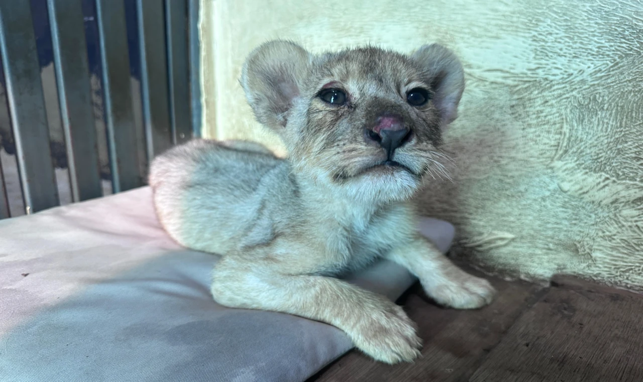 Tuzla’da kaçak aslan yavrusu kurtarıldı... Tedavisi Aslan Park’ta sürüyor