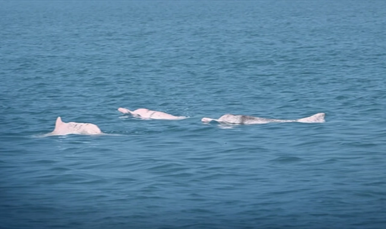Yapay zeka Çin beyaz yunuslarını korumada umut veriyor