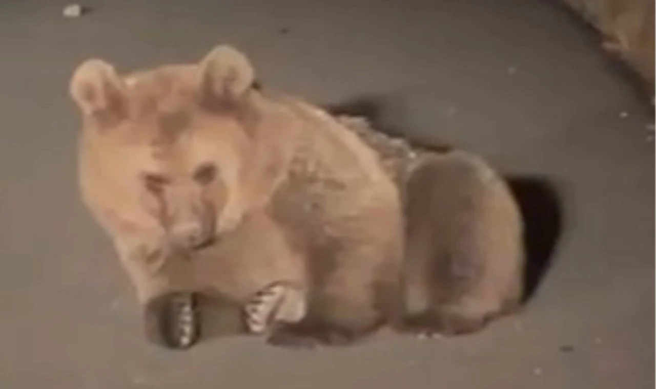 Yaralı bozayı Kars’ta tedavi altında