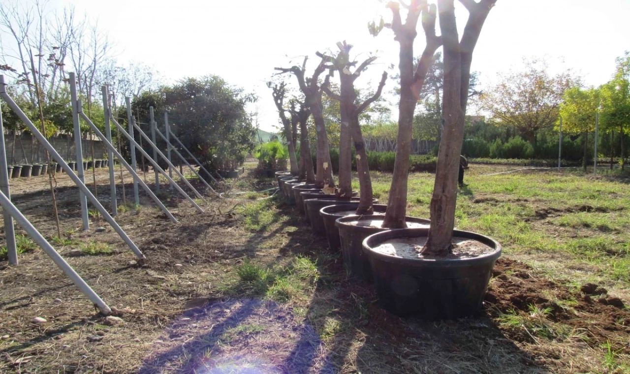 Adana’da kavşak çalışmalarında ağaçlara hassas dokunuş