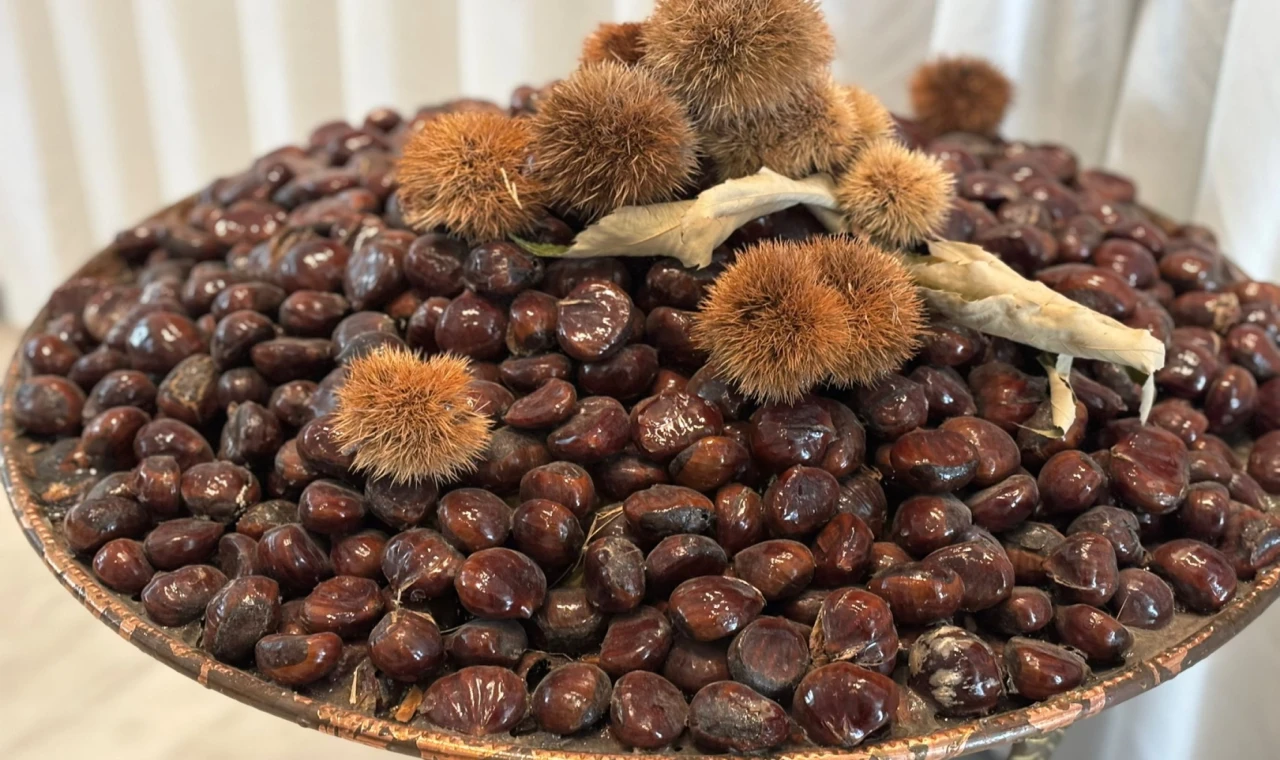 ’Bursa Kestanesi’nin geleceği masaya yatırıldı