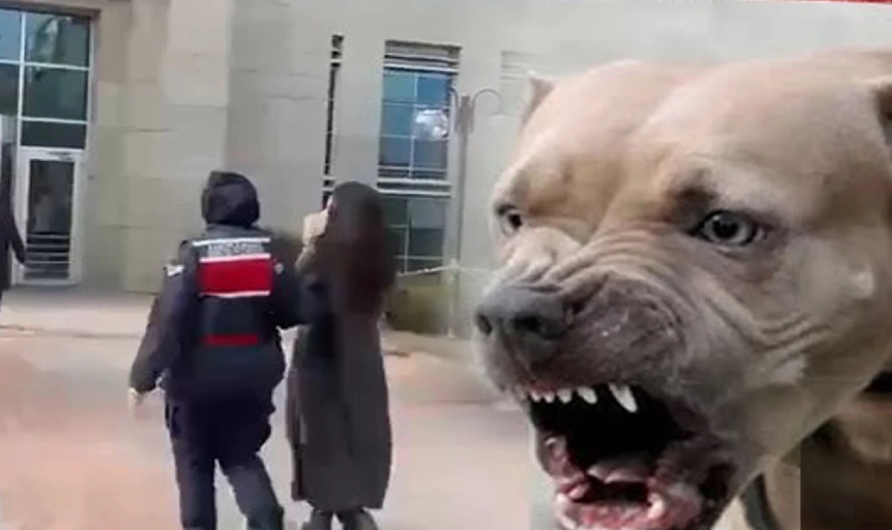 Etimesgut’ta pitbull dehşetinde yeni gelişme... Köpek sahibi tutuklandı!