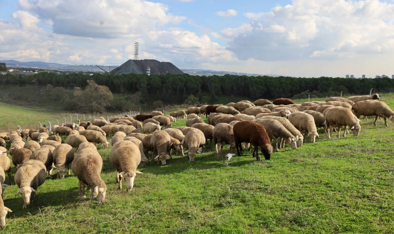 Kocaeli’de damızlık koç desteğiyle kuzulama oranları artıyor... Sürüler güçlendi, verim arttı
