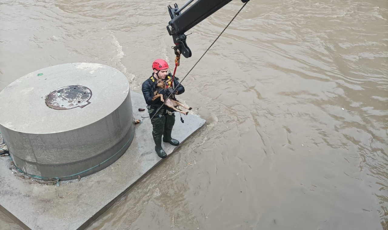 Derede köpek kurtarma operasyonu