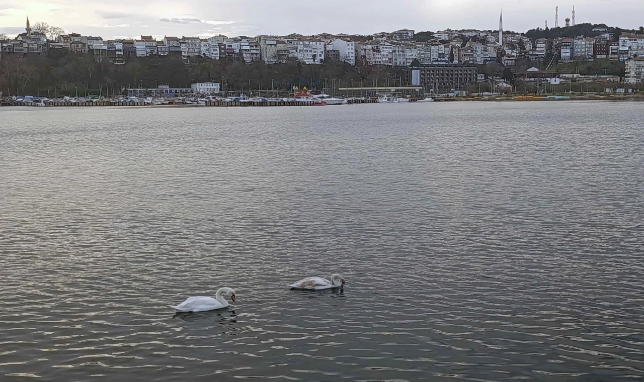 Şile Limanı’nda nadir görüntü... İki kuğu ilgi odağı oldu