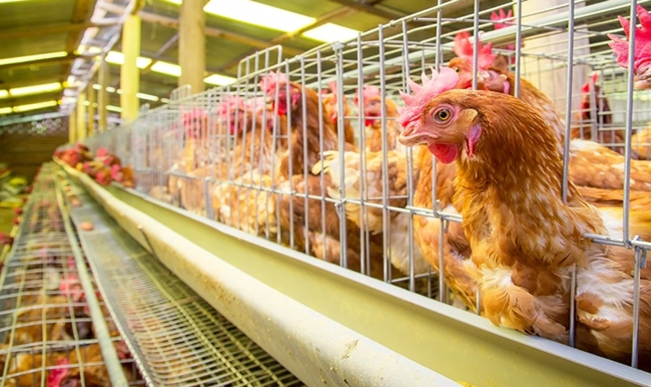 Yumurtacı tavukların kafes standardında değişiklik... Mevcut kafes sistemleri 2029’da sona eriyor