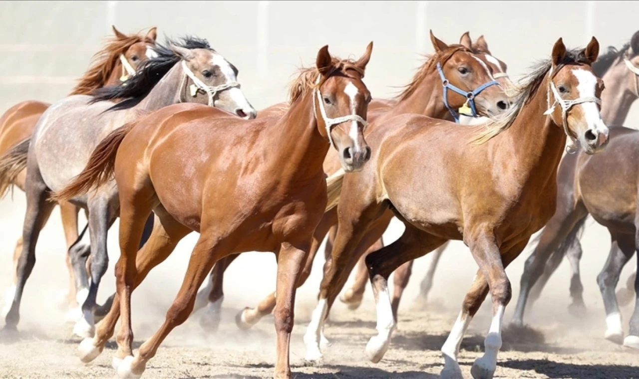 ”100 milyon TL’lik tay kayıp” denilmişti... TİGEM’den açıklama geldi!