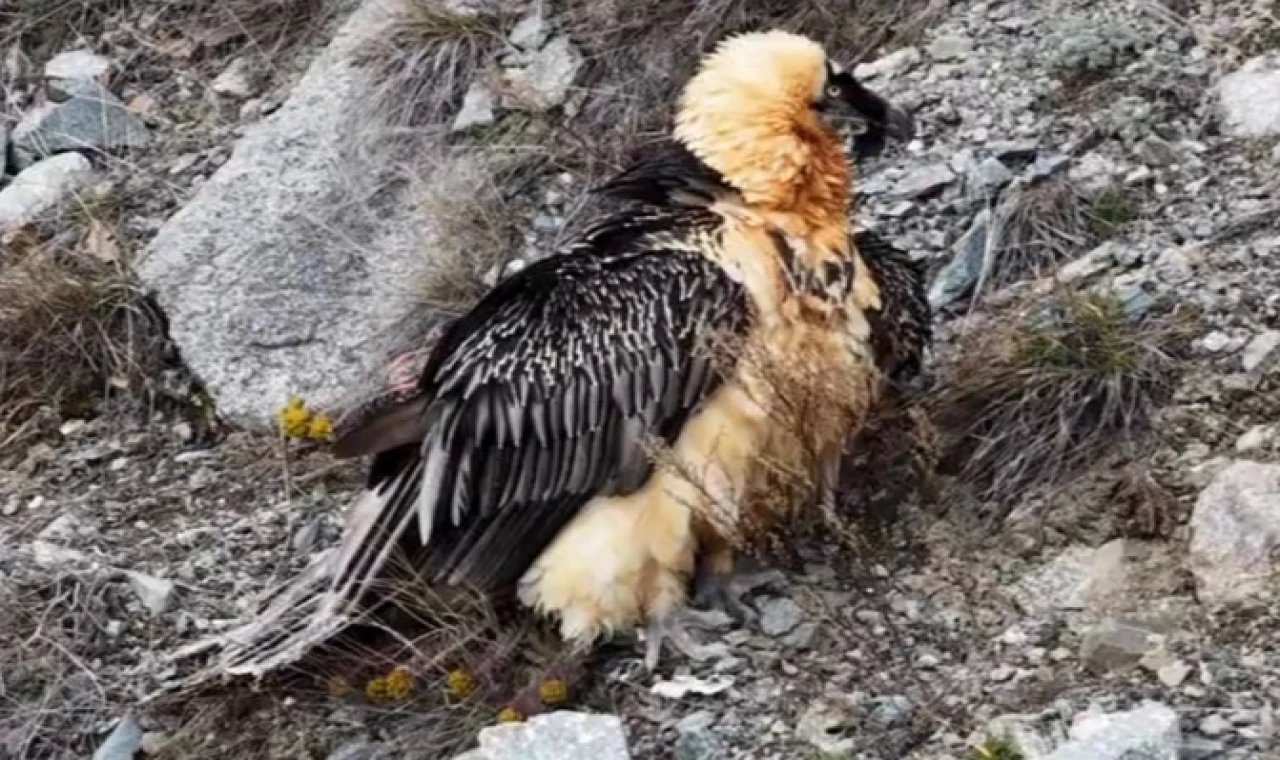 Artvin’de ’Sakallı Akbaba’ yeniden doğaya salındı