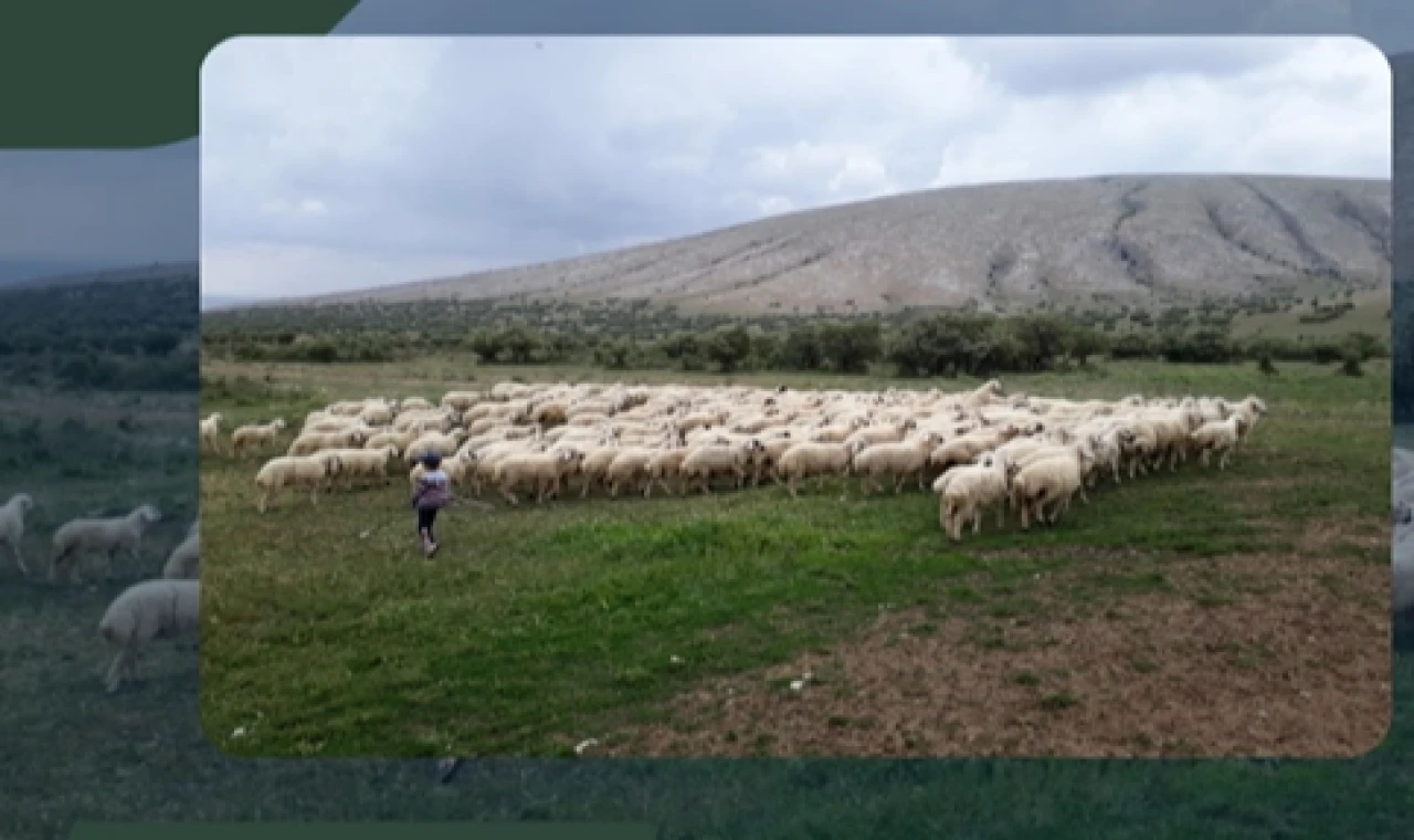 Kırsalda Bereket Projesi hazırlığı... 150 bin küçükbaş dağıtılacak