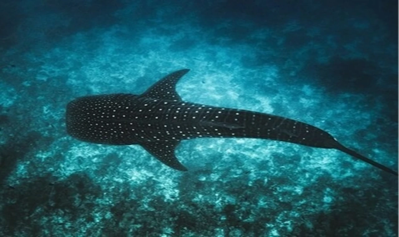Maldivler ikonik balina köpek balıklarını korumak için Tech4Nature projesini başlattı