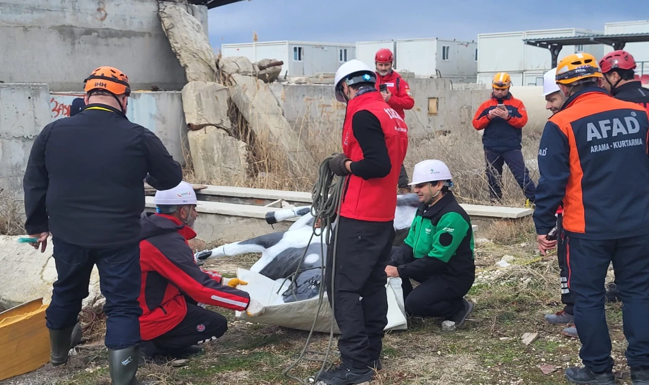 AFAD’dan uluslararası iş birliğiyle hayvan koruma projesi... RESQ-ANIMALS başladı