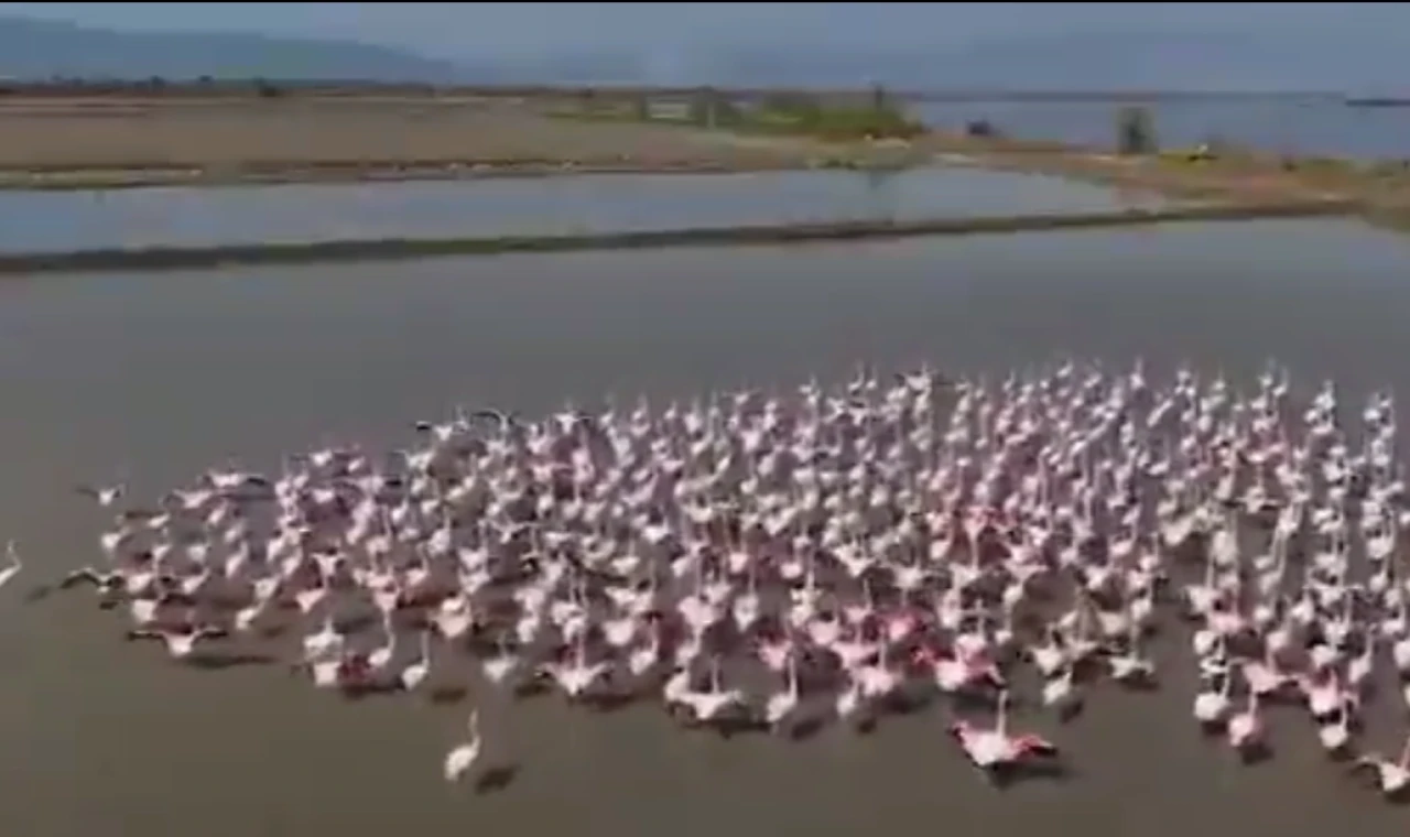 Aydın Söke’de flamingolar ve yaban kuşları için doğaya yardım