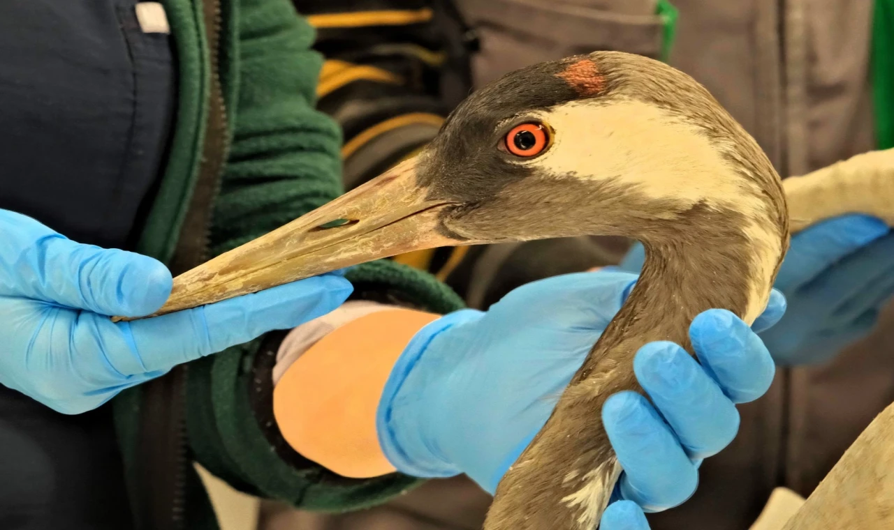 Sakarya’da bulunan yaralı turna, Kocaeli’de yaşama tutundu