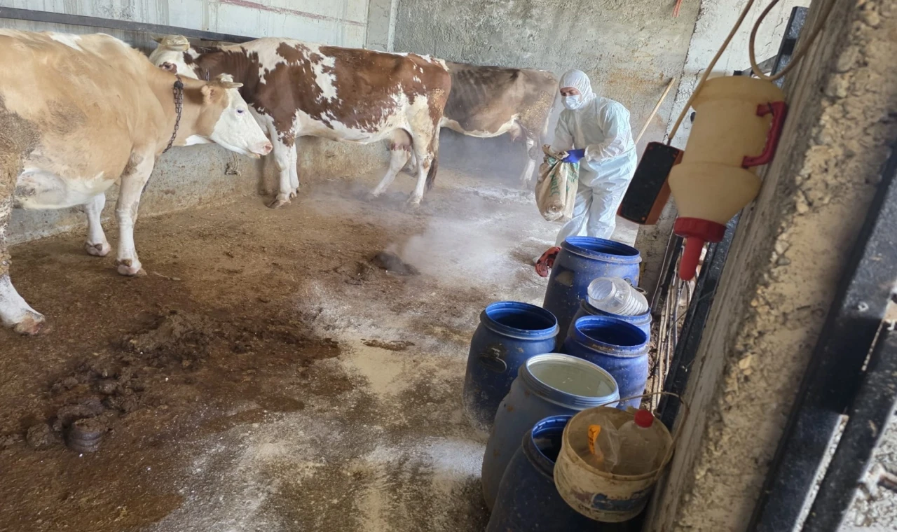 Adıyaman’da zoonoz hastalıklara karşı aşılama sürüyor