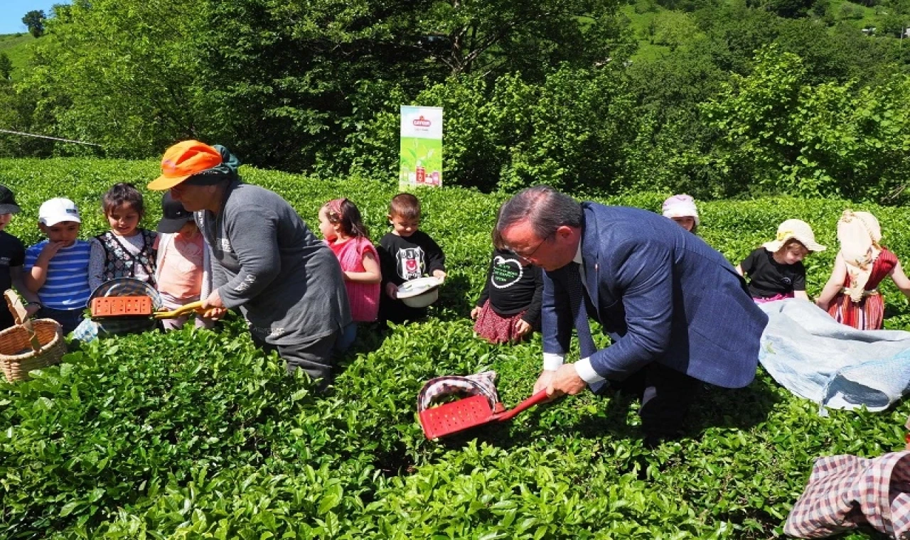 Çay İşletmeleri’ne personel atamalarında 40 yaş şartı aranmayacak