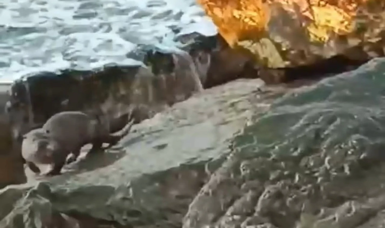 Düzce Akçakoca’da su samuru görüntülendi