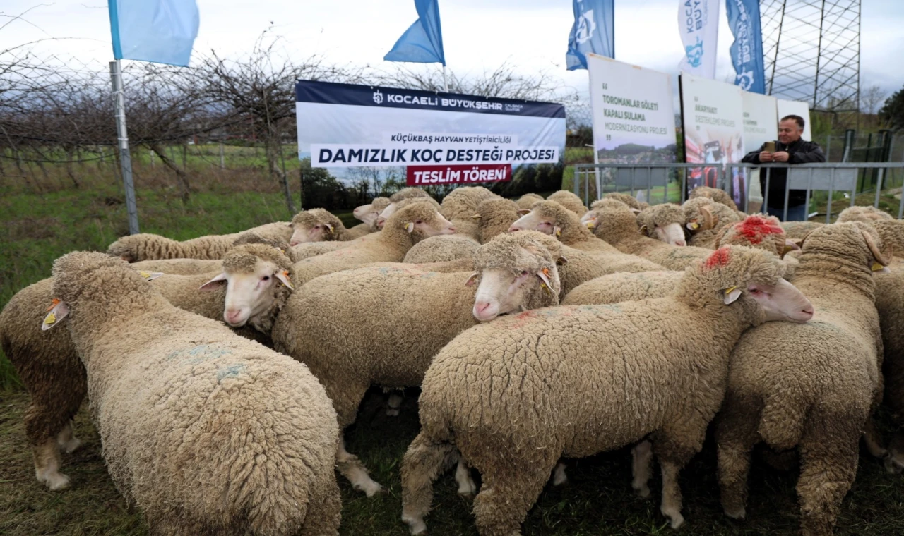 Kocaeli Büyükşehir’den hayvancılığa damızlık koç desteği